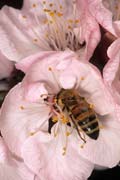 apiw120 - l'ape bottinatrice sull'albicocco