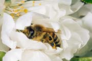 apiw122 - l'ape bottinatrice sul ciliegio