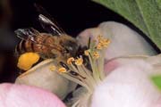 apiw124 - l'ape bottinatrice sul melo