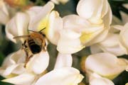 apiw130 - l'ape bottinatrice sulla robinia