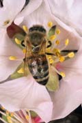 apiw135 - l'ape bottinatrice sul mandorlo