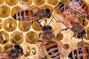 apiw138 - favo con miele in via di opercolazione