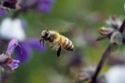 apiw153 - l'ape bottinatrice in volo,  salvia selvatica