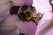 apiw157 - l'ape bottinatrice sul glicine