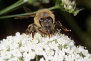 apiw164 - l'ape bottinatrice