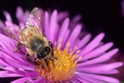 apiw168 - l'ape bottinatrice su astro settembrino