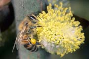 apiw172 - l'ape bottinatrice sul salice