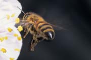 apiw173 - l'ape bottinatrice in volo