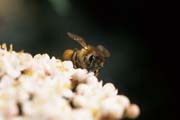 apiw186 - l'ape bottinatrice sul viburno