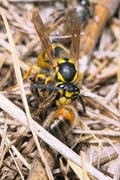 apiw194 - una vespa preda un'ape sotto l'alveare