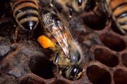 apiw198 - l'ape bottinatrice cerca una cella dove deporre il polline