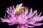apiw203 - l'ape bottinatrice sulla centaurea