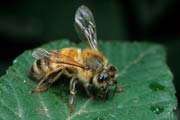 apiw204 - l'ape bottinatrice raccoglie la melata sul rovo