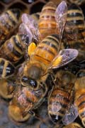 apiw234 - un'ape bottinatrice sul favo