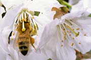 apiw236 - l'ape bottinatrice sul ciliegio