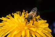 apiw237 - l'ape bottinatrice sul tarassaco