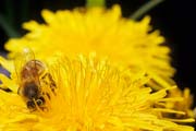apiw238 - l'ape bottinatrice sul tarassaco