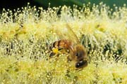 apiw239 - l'ape bottinatrice sul castagno