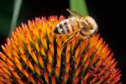 apiw240 - l'ape bottinatrice