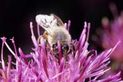 apiw242 - l'ape bottinatrice sulla centaurea