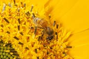 apiw249 - l'ape bottinatrice sul girasole
