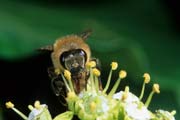 apiw251 - l'ape bottinatrice sul'edera