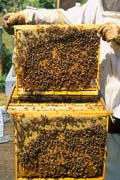 apiw252 - l'apicoltore controlla i favi di una famiglia