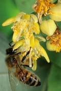 apiw262 - l'ape bottinatrice sul tiglio