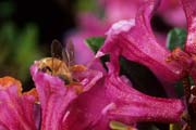 apiw264 - l'ape bottinatrice sul rododendro