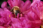 apiw266 - l'ape bottinatrice sul rododendro