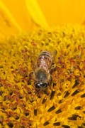 apiw269 - ape bottinatrice sul girasole