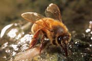 apiw276 - l'ape bottinatrice raccoglie l'acqua