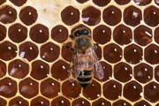 apiw280 - il miele nel favo