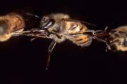 apiw281 - operaia nella catena d'api