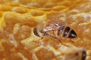apiw300 - operaia sul favo di miele opercolato