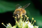 apiw304 - ape bottinatrice sull'edera