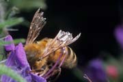 apiw305 - ape bottinatrice sull'erba viperina