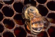 apiw309 - l'ape bottinatrice depone il polline nella celletta