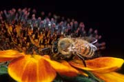 apiw315 - ape bottinatrice sul girasole