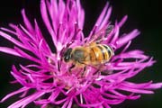 apiw316 - ape bottinatrice sulla Centaurea