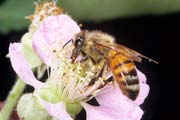 apiw317 - ape bottinatrice sul rovo