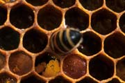 apiw358 - Il polline appena deposto nella celletta