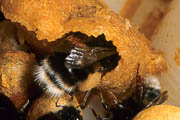 wlm0023 - Un'operaia depone polline nella celletta