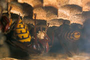 wlm0094 - Vespa crabro: individui all'interno del nido