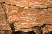 wlm0102 - Particolare della struttura di un nido di Vespa crabro