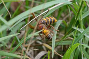 wlm1011 - Vespa crabro: predazione di un'ape da miele