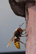wlm1012 - Femmina di calabrone  (Vespa crabro) all'ingresso del nido