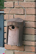 wlm1015 - Una casetta nido per uccelli utilizzata da Vespa crabro per costruire il proprio nido