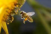 wlm2024 - Ape in volo sul fiore del girasole 