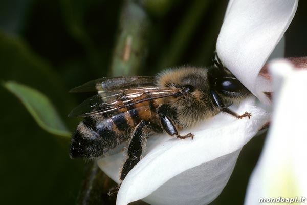 l'ape bottinatrice sulla robinia (acacia)